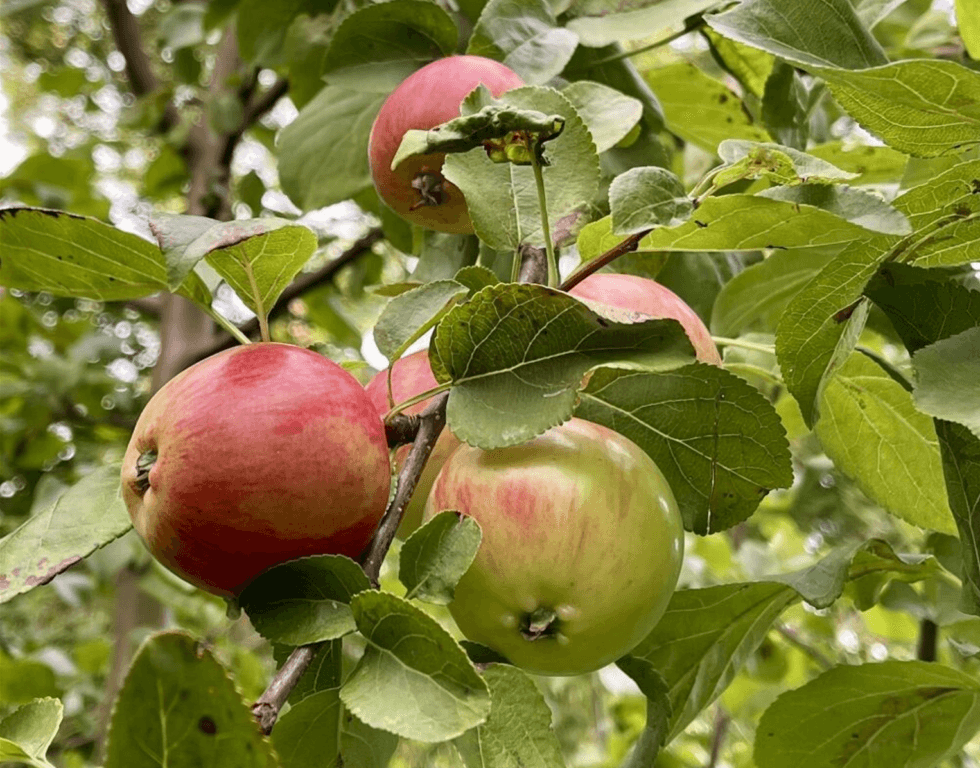 Växtkraft gårdsträffar sommaren 2026